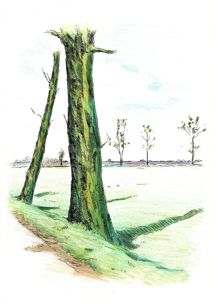 Tall Trees Long Shadows by Kulik — canvas wall art