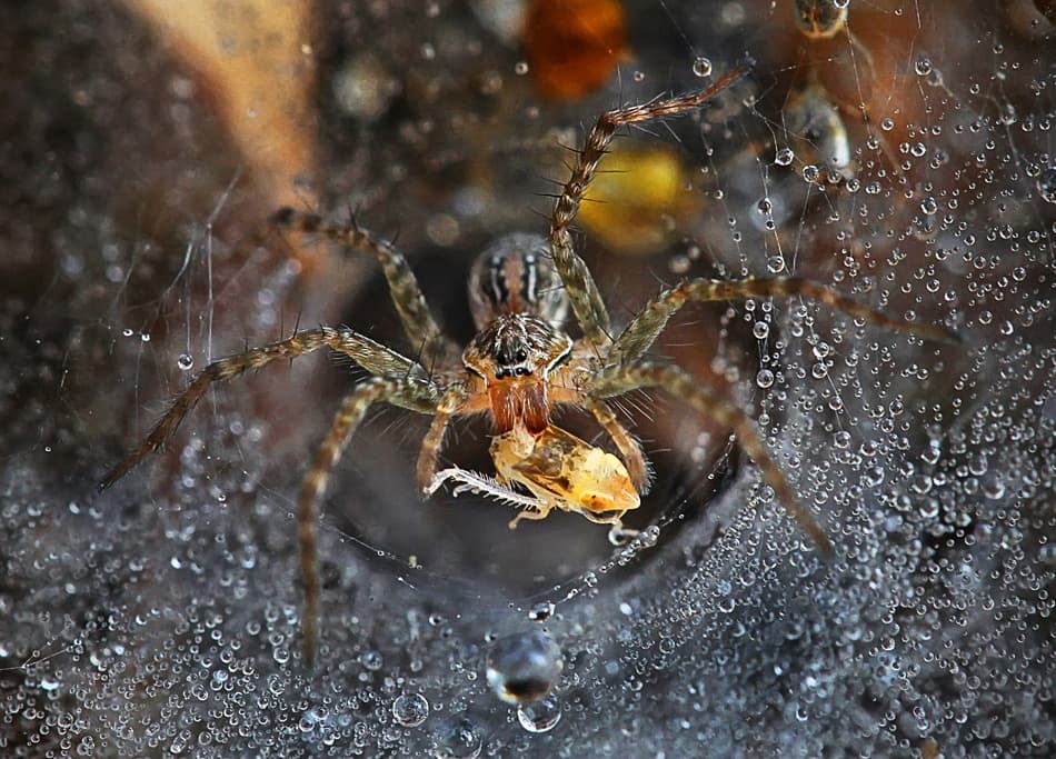 Spider's Misty Feast by Adhi Prayoga — canvas wall art
