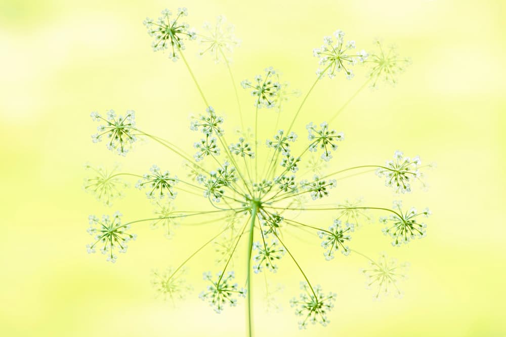 Delicate White Blooms by Jacky Parker — canvas wall art