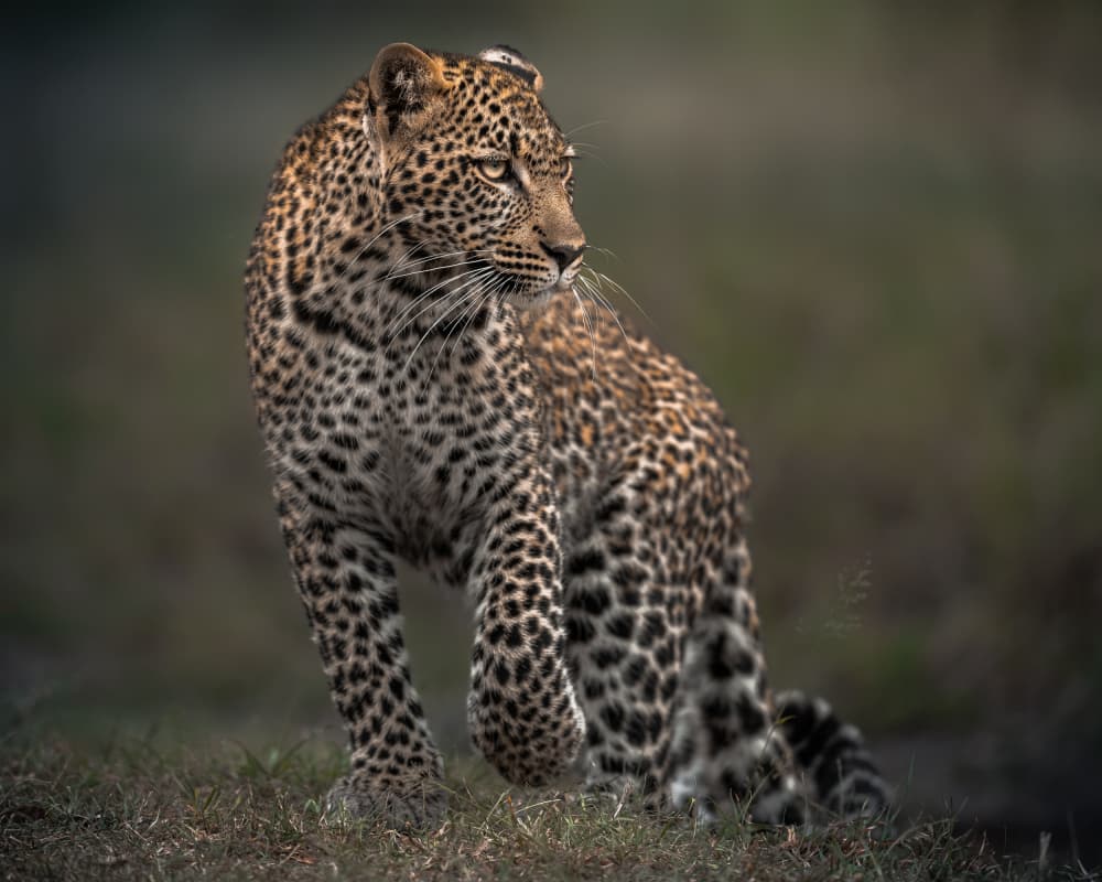 Watchful Leopard by Ahmed Sobhi — canvas wall art