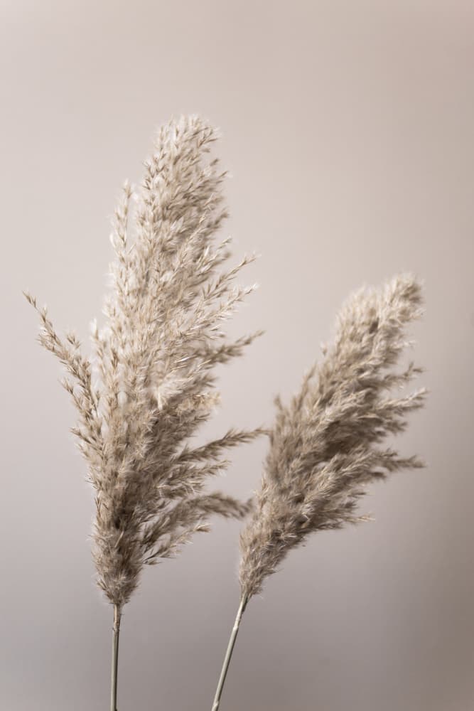 Grass 22X by Mareike Böhmer — canvas wall art