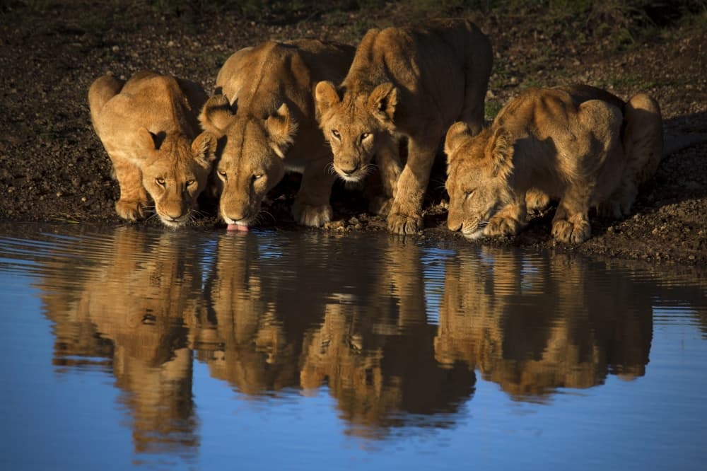 African Lion Cubs Reflecting by Mario Moreno — canvas wall art