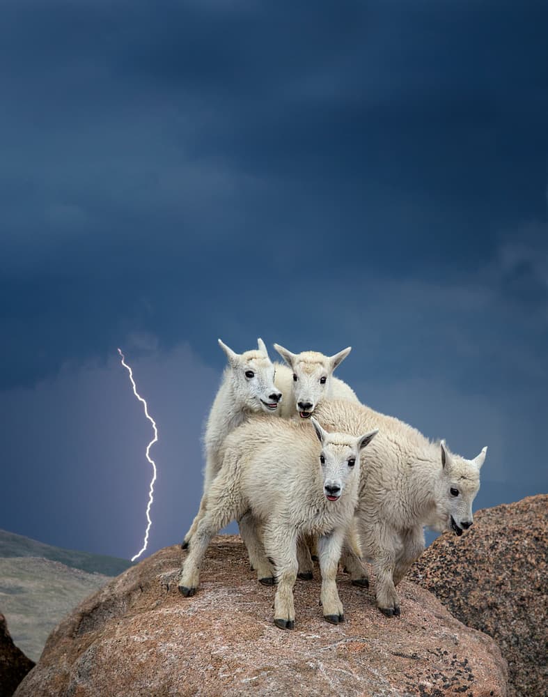 Wild Mountain Goats Lightning by verdon — canvas wall art