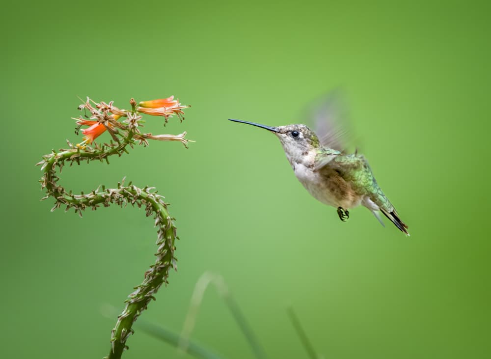 Hummingbird Nectar Flight by Hannah & Wei — canvas wall art