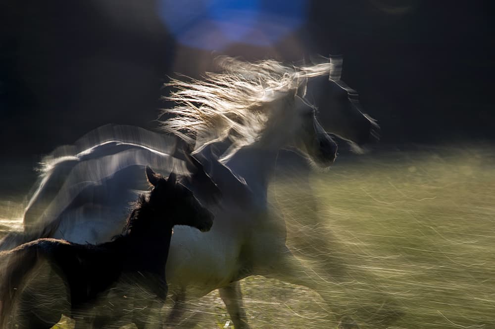 Horses in Motion by Milan Malovrh — canvas wall art