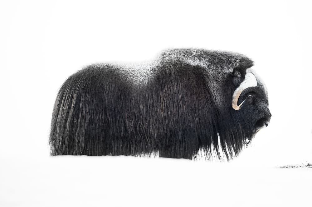Powerful Arctic Muskox by Roberto Marchegiani — canvas wall art