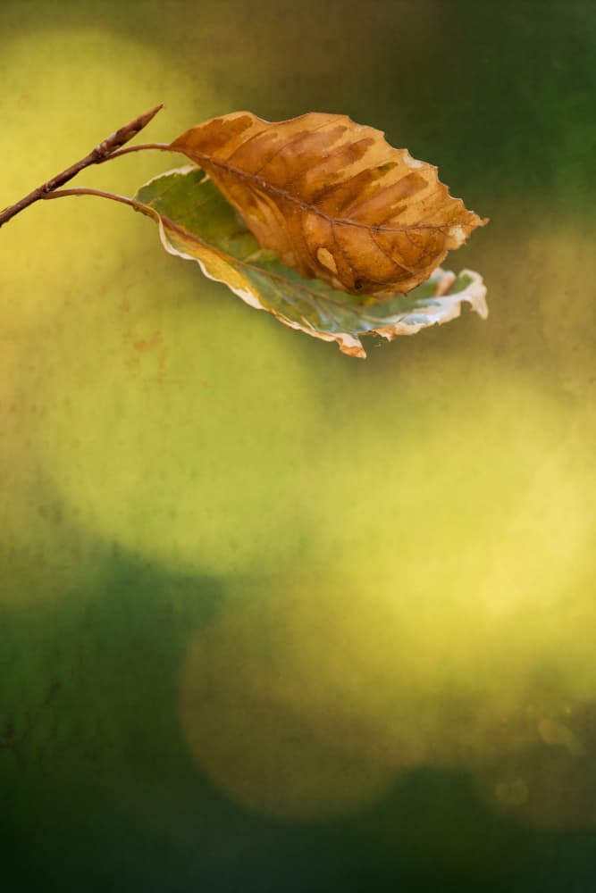 Golden Autumn Leaves by Xiang yang Cui — canvas wall art
