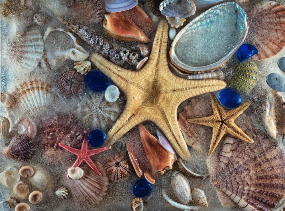 Ocean Starfish and Shells by Secundino Losada — canvas wall art