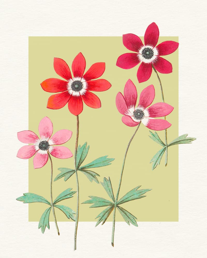 Vibrant Anemone Blooms by Wild Violets — canvas wall art