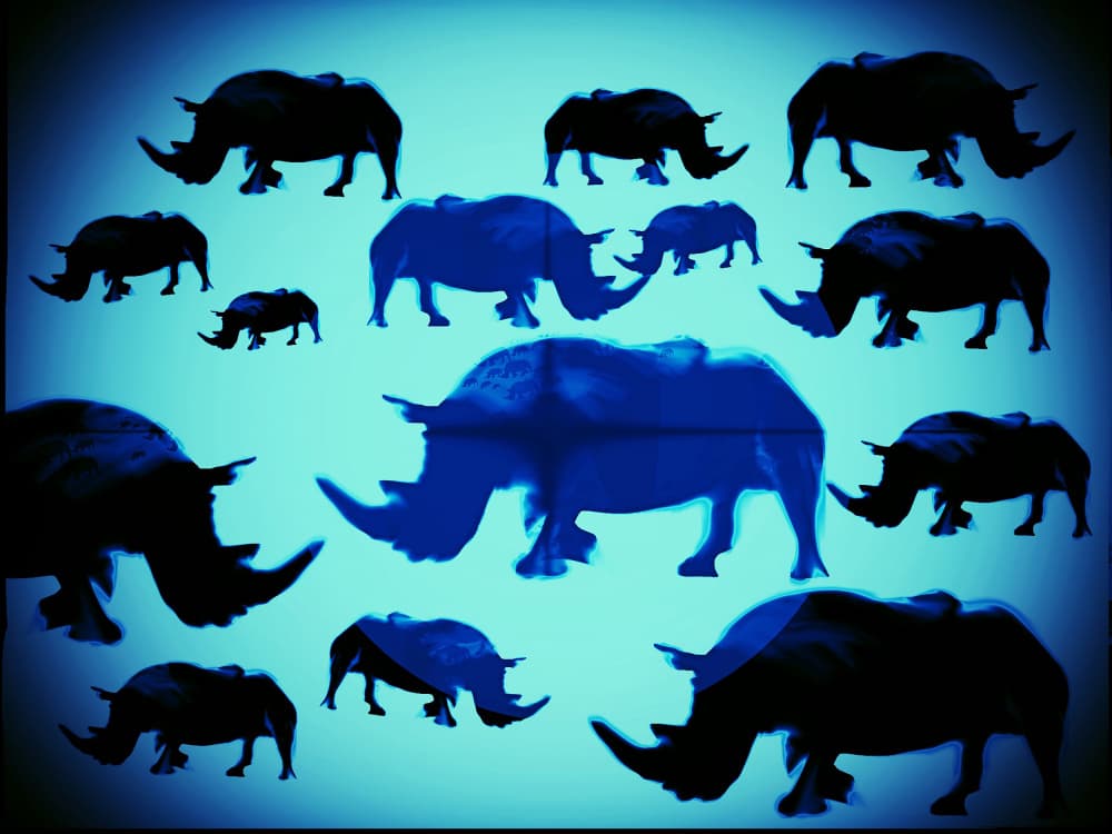 Blue Rhino Silhouettes by Jocelyn Wortley — canvas wall art