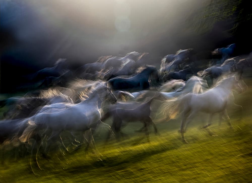 Galloping Horses Light by Milan Malovrh — canvas wall art