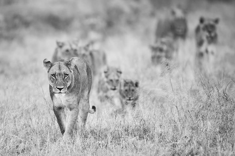 Lioness Leads Her Pride by Marco Pozzi — canvas wall art