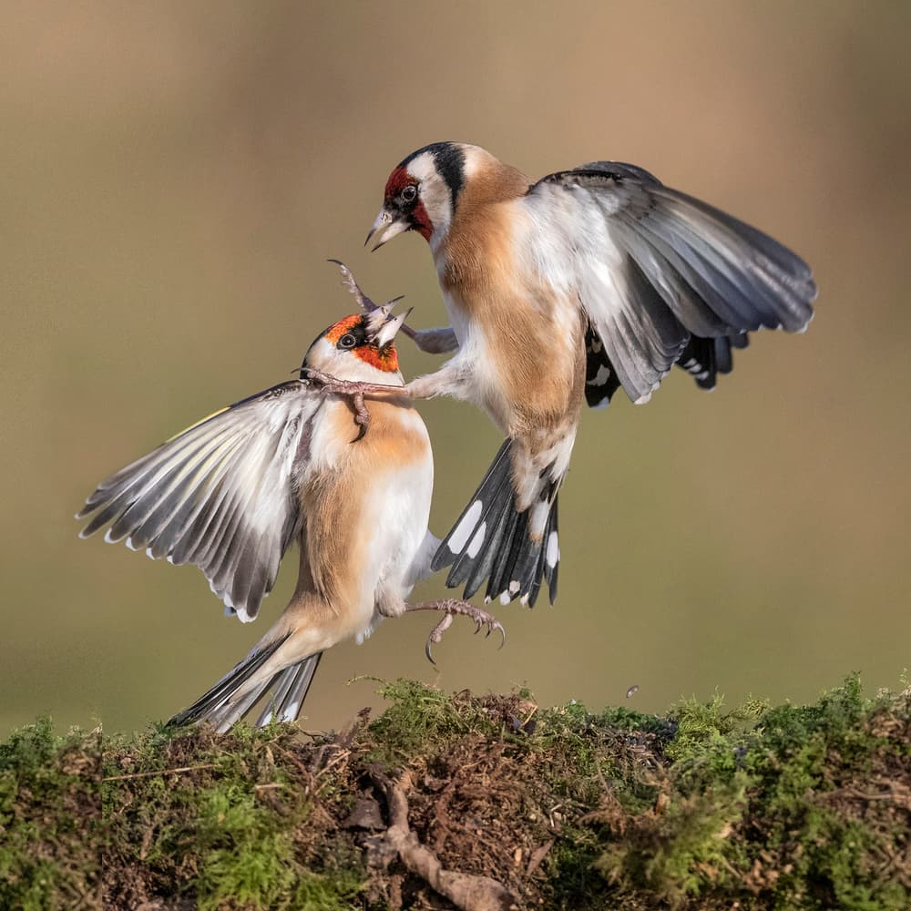 Goldfinch Clash by Hugh Wilkinson — canvas wall art