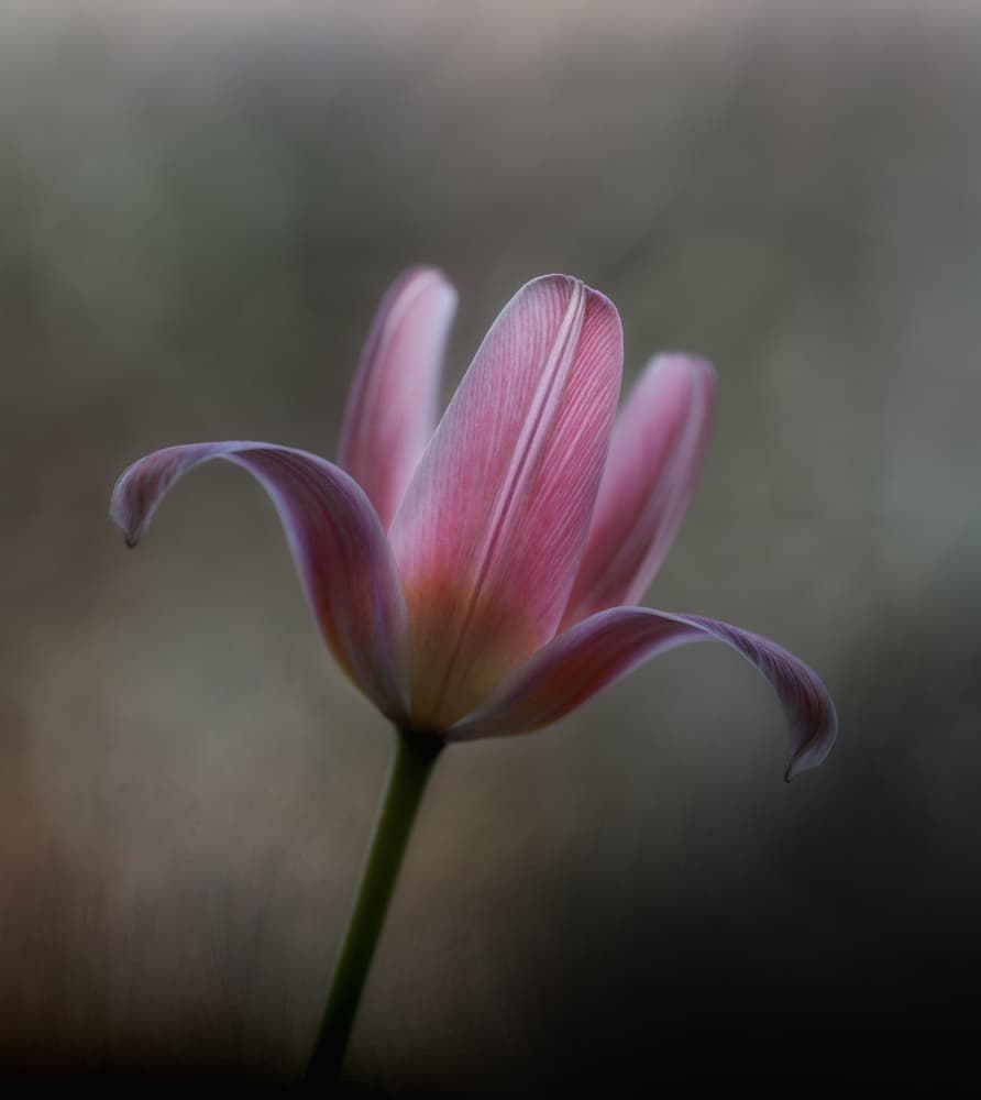 Glowing Pink Tulip by Lotte Grønkjær — canvas wall art