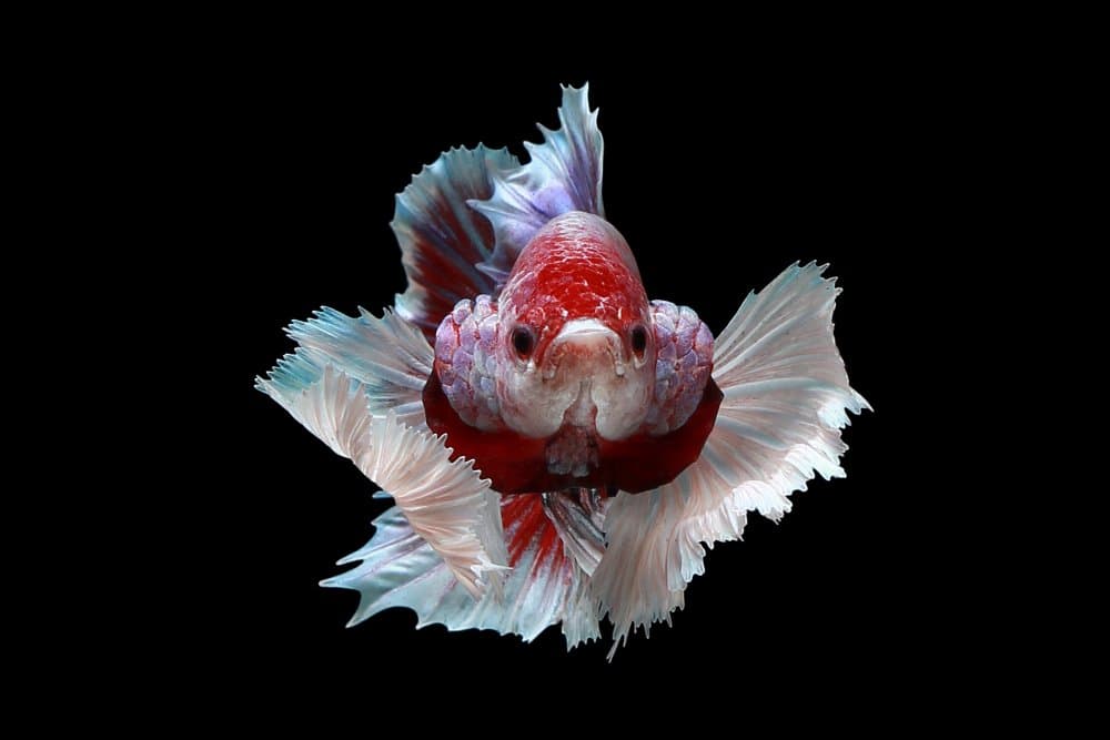 Vibrant Betta Display by Kurit Afsheen — canvas wall art
