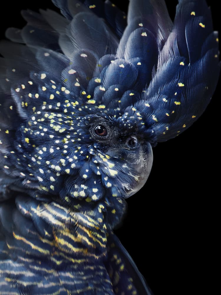 Speckled Black Cockatoo by Lila &amp; Lola — canvas wall art