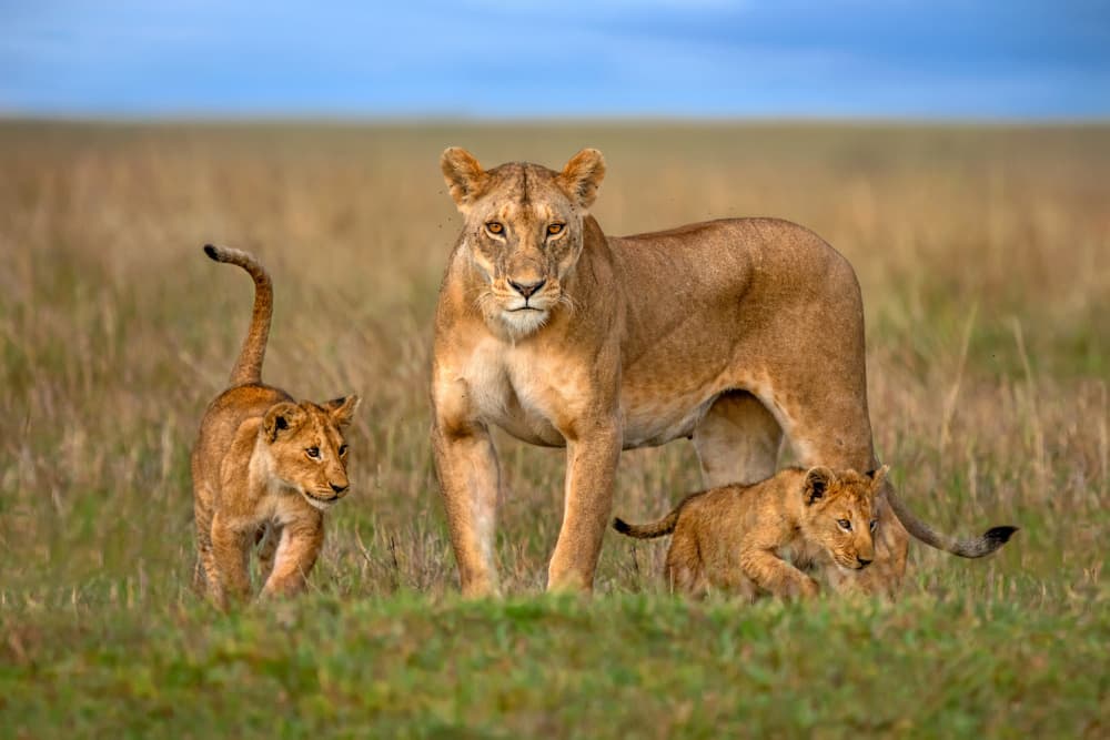 African Lion Family by Xavier Ortega — canvas wall art