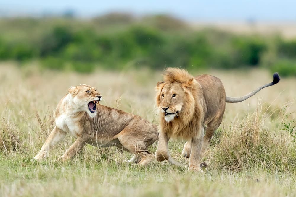 Tense Lion Interaction by Roshkumar — canvas wall art