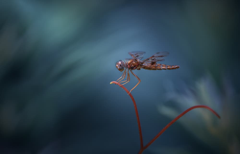 Tranquil Dragonfly Perch by Atul Saluja — canvas wall art