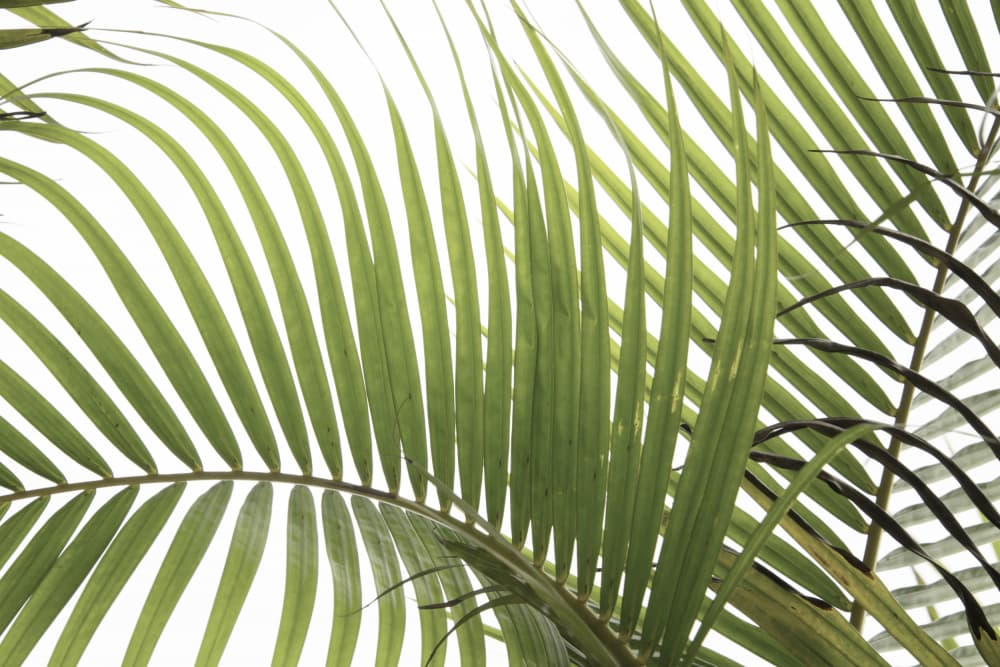 Vibrant Palm Light by amini54 — canvas wall art