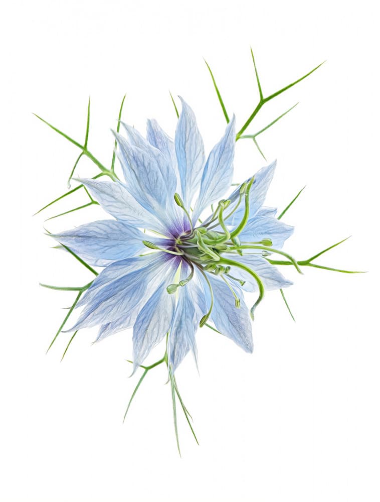 Delicate Blue Bloom by Lucie Gagnon — canvas wall art