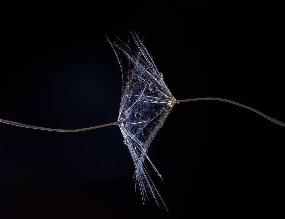 Water Droplet Dandelion by Thierry Lagandré (Transgressed Light) — canvas wall art