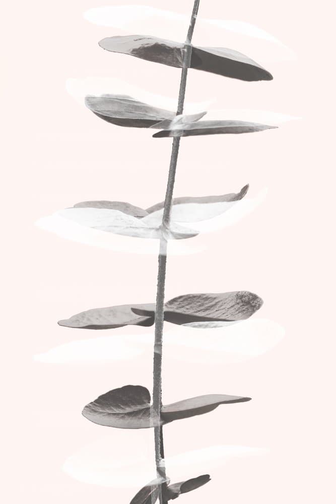 Soft Blush Botanicals by Pictufy Studio III — canvas wall art