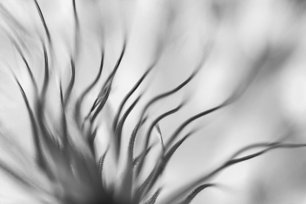 Soft Abstract Feathers by Keren Or — canvas wall art