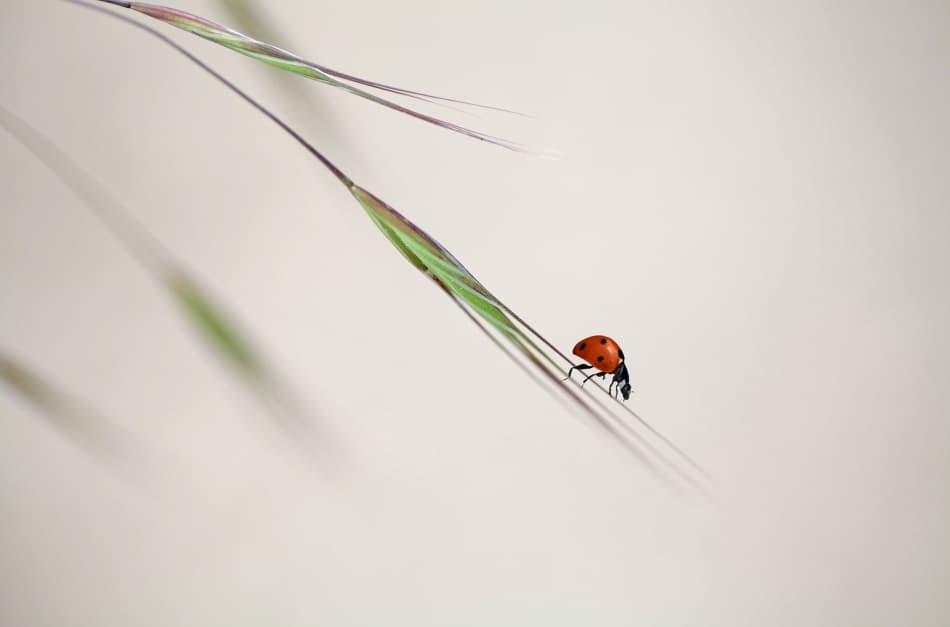 Red Ladybug On Stem by Anna Cseresnjes — canvas wall art