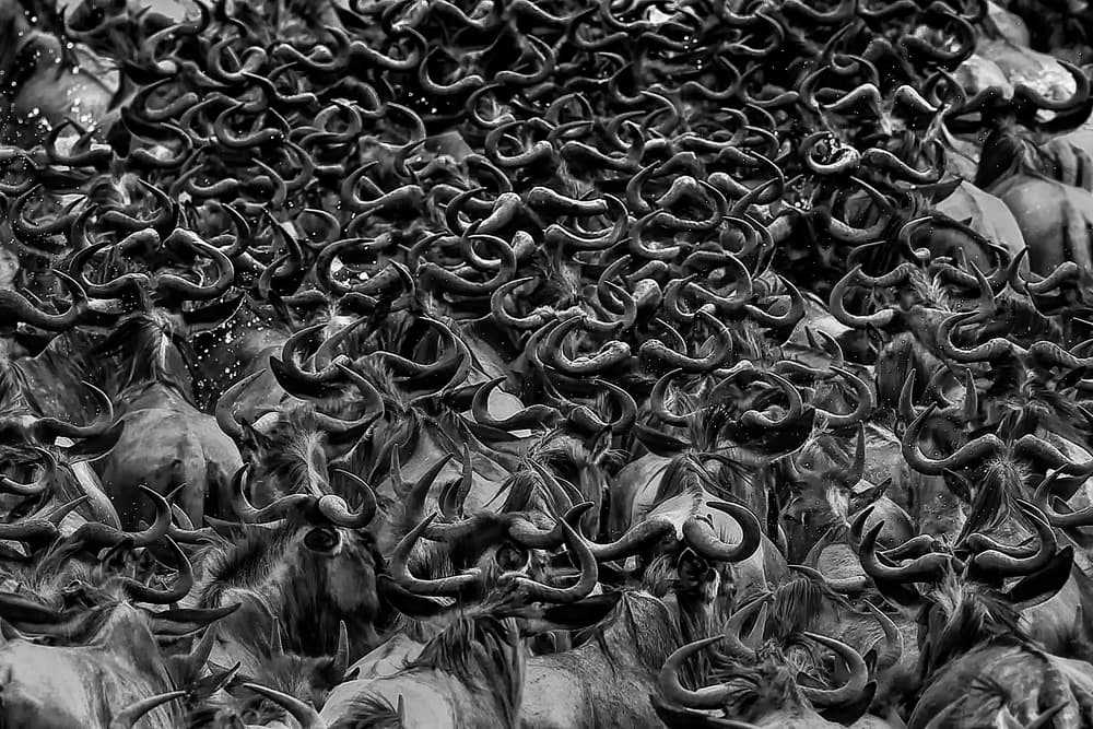 Wildebeest Horns Swirl by Jun Zuo — canvas wall art