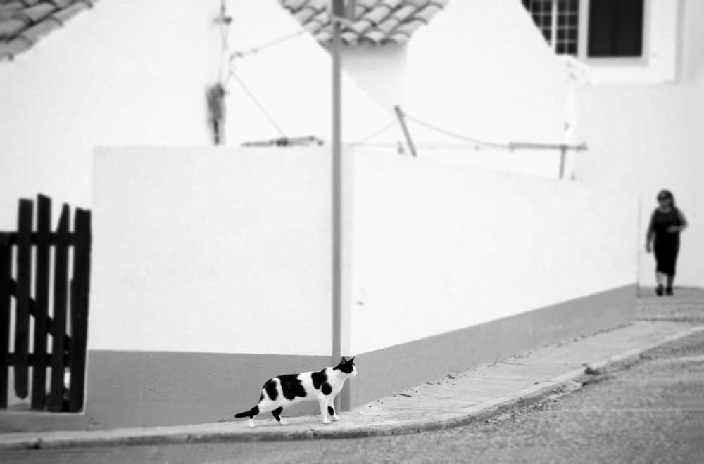 Monochrome Street Cat by Milena Seita — canvas wall art