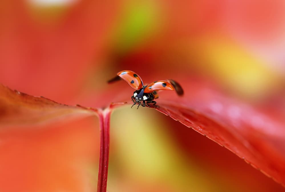 Ladybug Taking Flight by Ellen van Deelen — canvas wall art