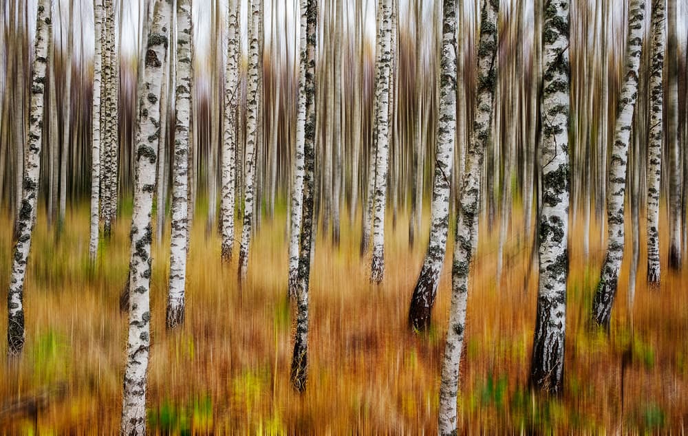 Autumn Birch Movement by Par Soderman — canvas wall art