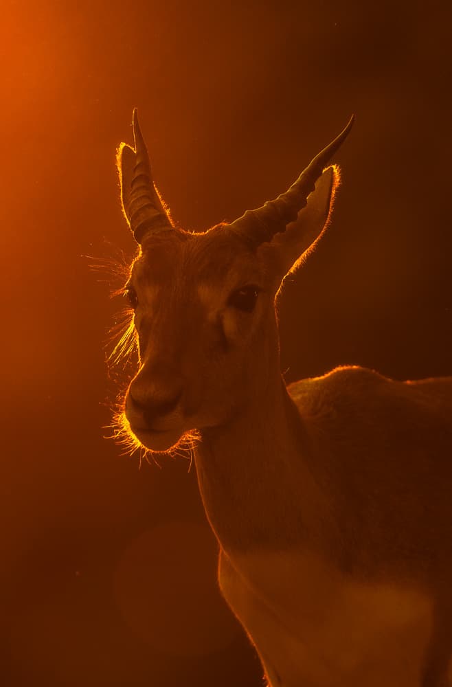 Glowing Antelope Sunset by Jayanta Guha — canvas wall art