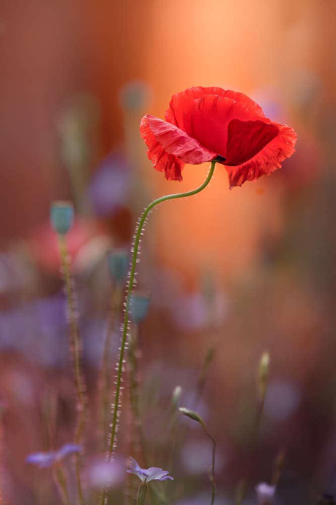 Vibrant Red Poppy by Steve Moore — canvas wall art