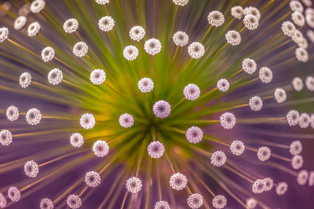Vibrant Allium Bloom by Wave Faber — canvas wall art