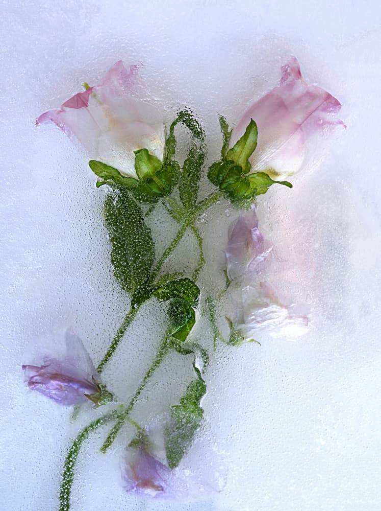 Frozen Sweet Peas by Pedro Uranga — canvas wall art