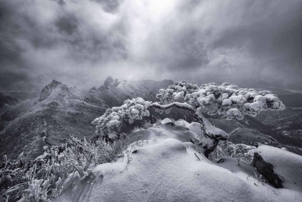 Frozen Mountain Tree by Tiger Seo — canvas wall art
