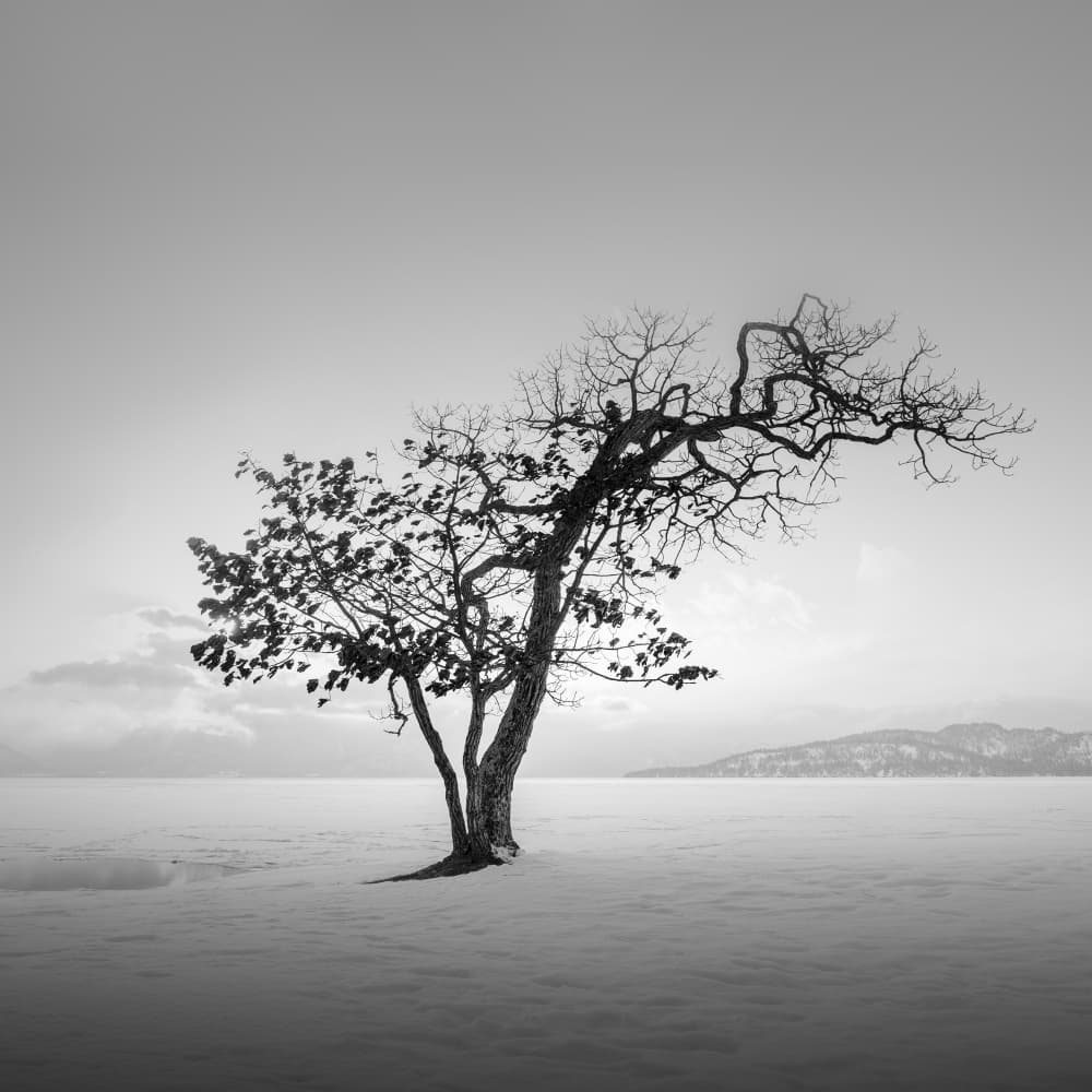Winter Tree Solitude by Jana Luo — canvas wall art