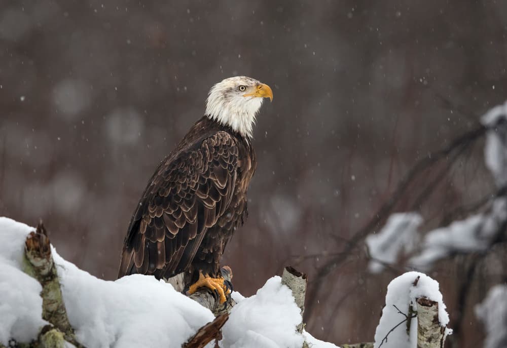 Bald Eagle Winter Perch by Greg Barsh — canvas wall art