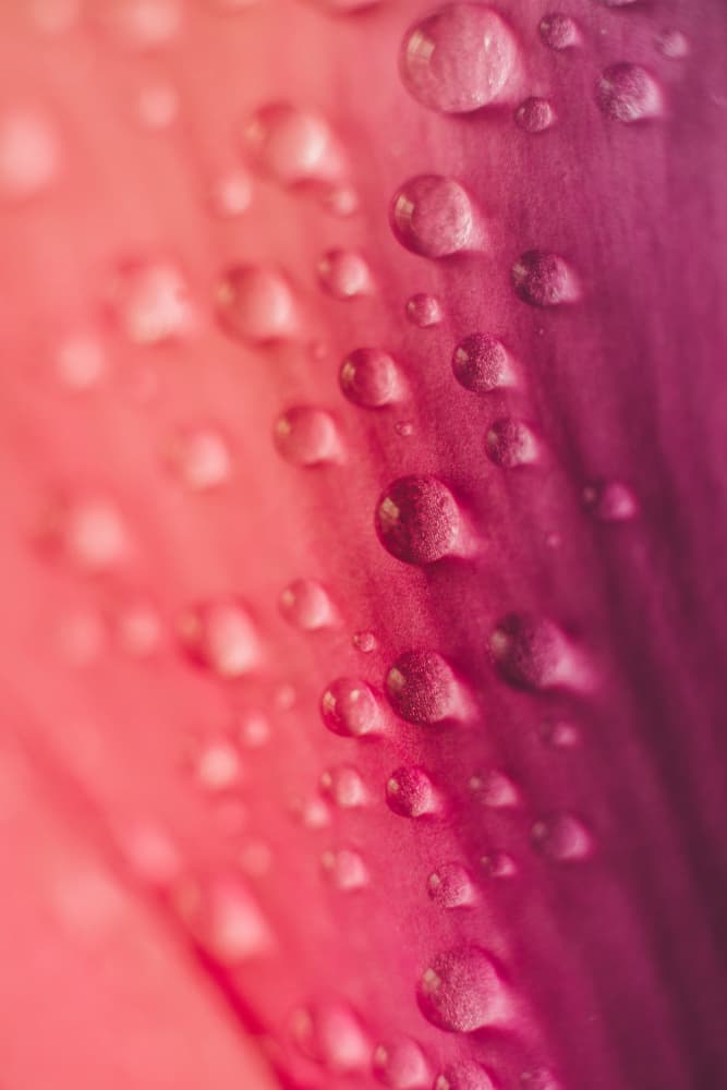 Vibrant Petal Drops by Javier Pardina — canvas wall art