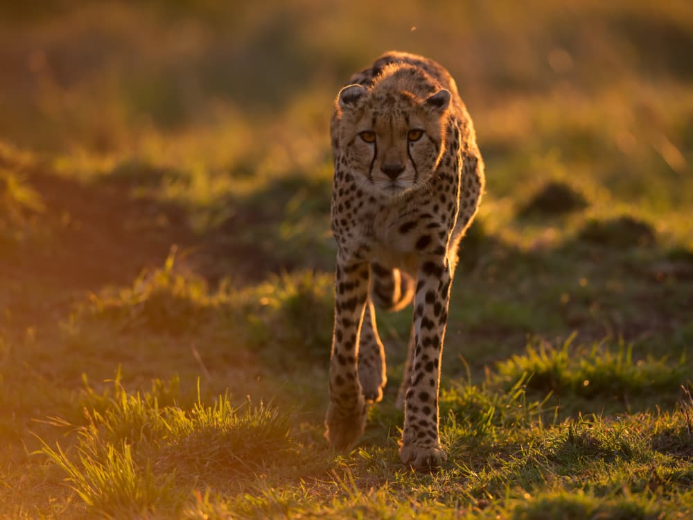 Cheetah in Golden Light by Marco Pozzi — canvas wall art