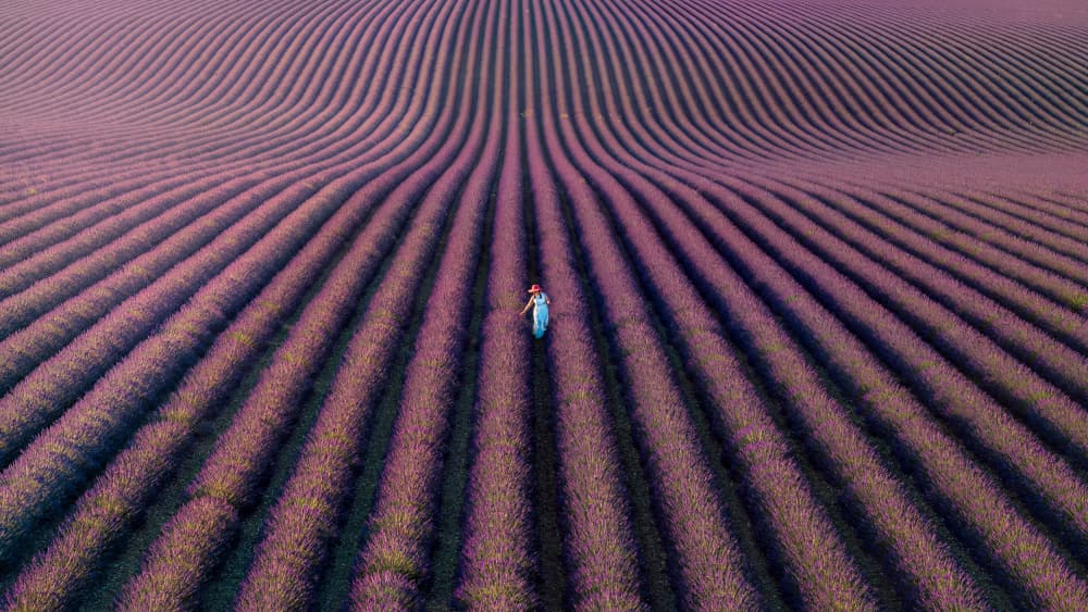 Woman In Lavender Rows by John J. Chen — canvas wall art