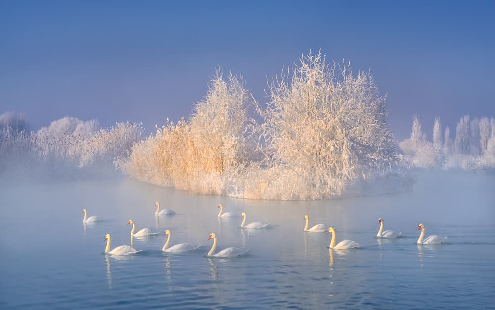 Misty Winter Swans by Hua Zhu — canvas wall art
