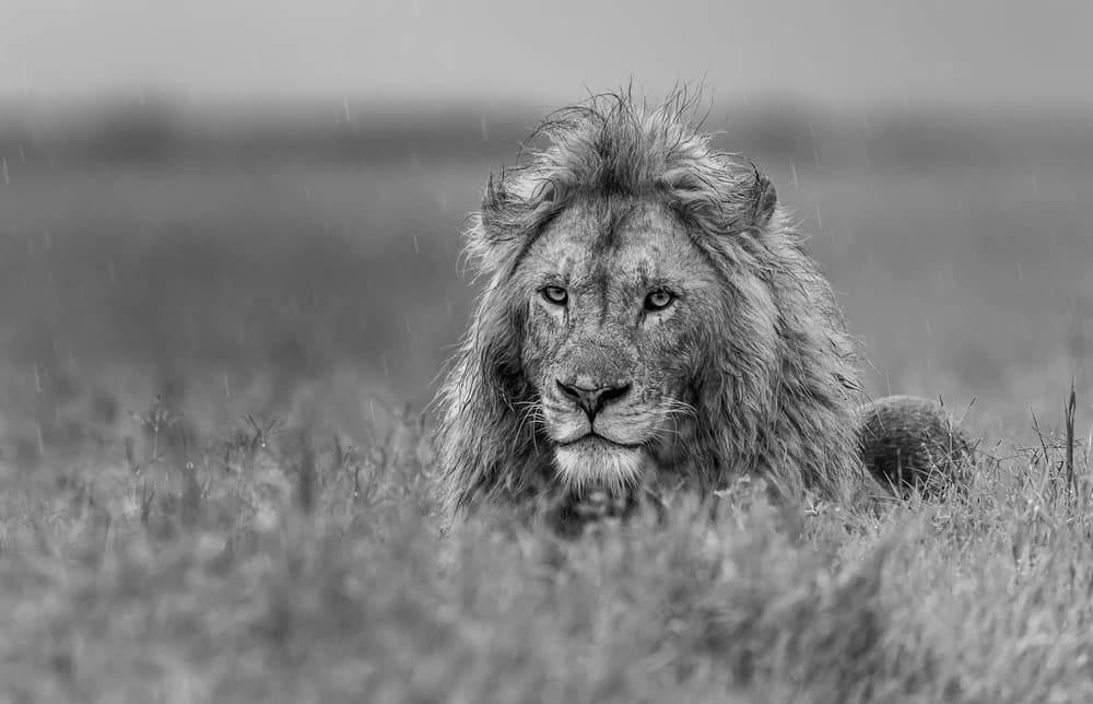 Lion In The Rain by Giuseppe DAmico — canvas wall art