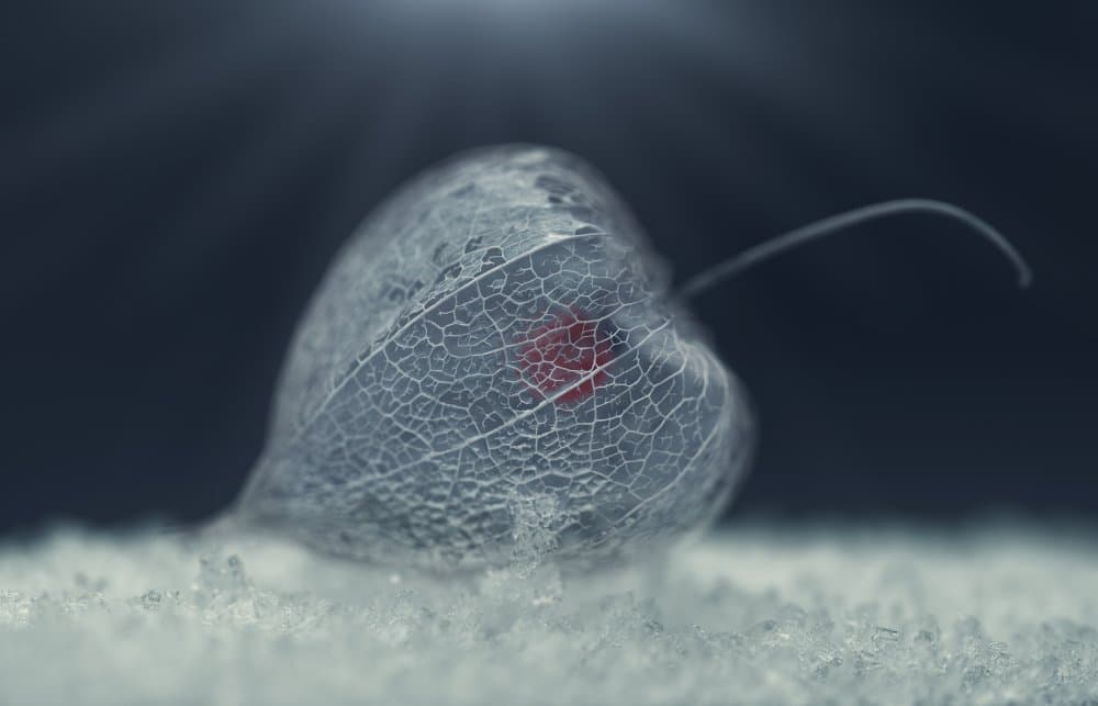 Frosted Chinese Lantern by Nikki Georgieva V E G A N I K — canvas wall art