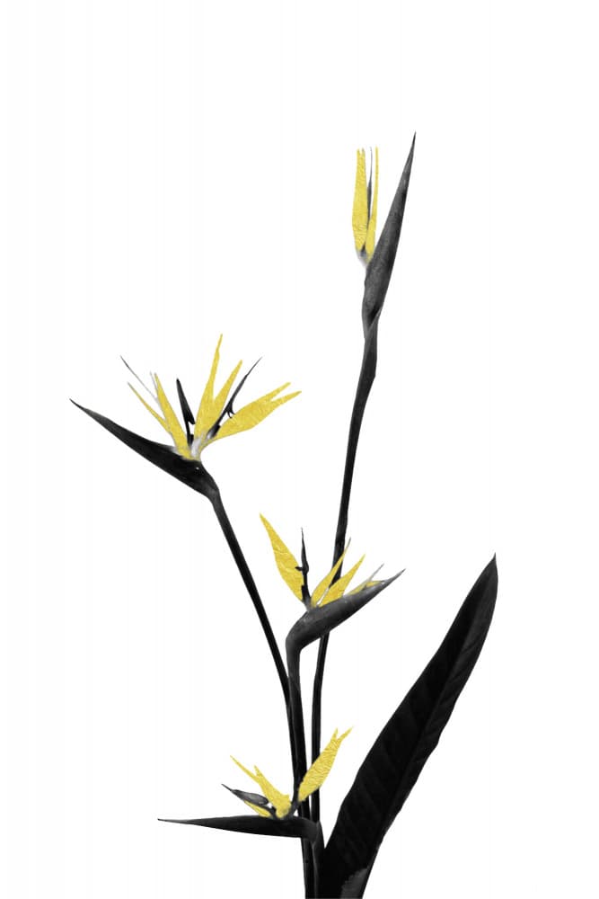 Yellow Bird of Paradise by amini54 — canvas wall art