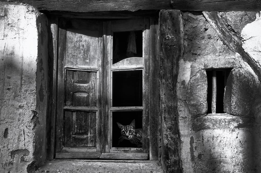 Curious Cat in Old Window by Jose C. Lobato — canvas wall art