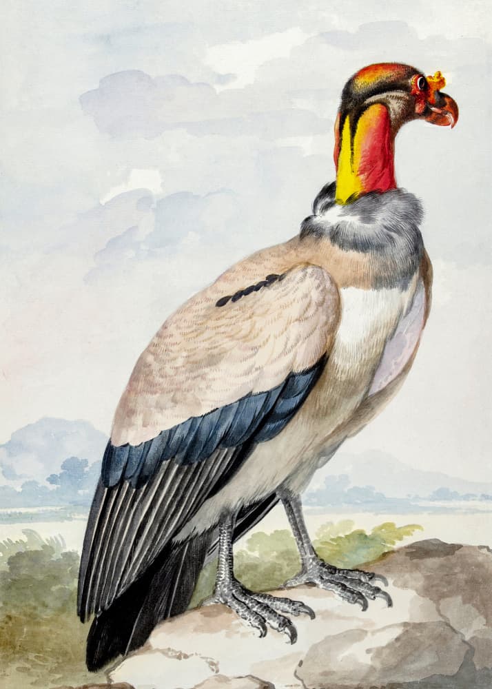 Stone Curlew by Aert Schouman — canvas wall art