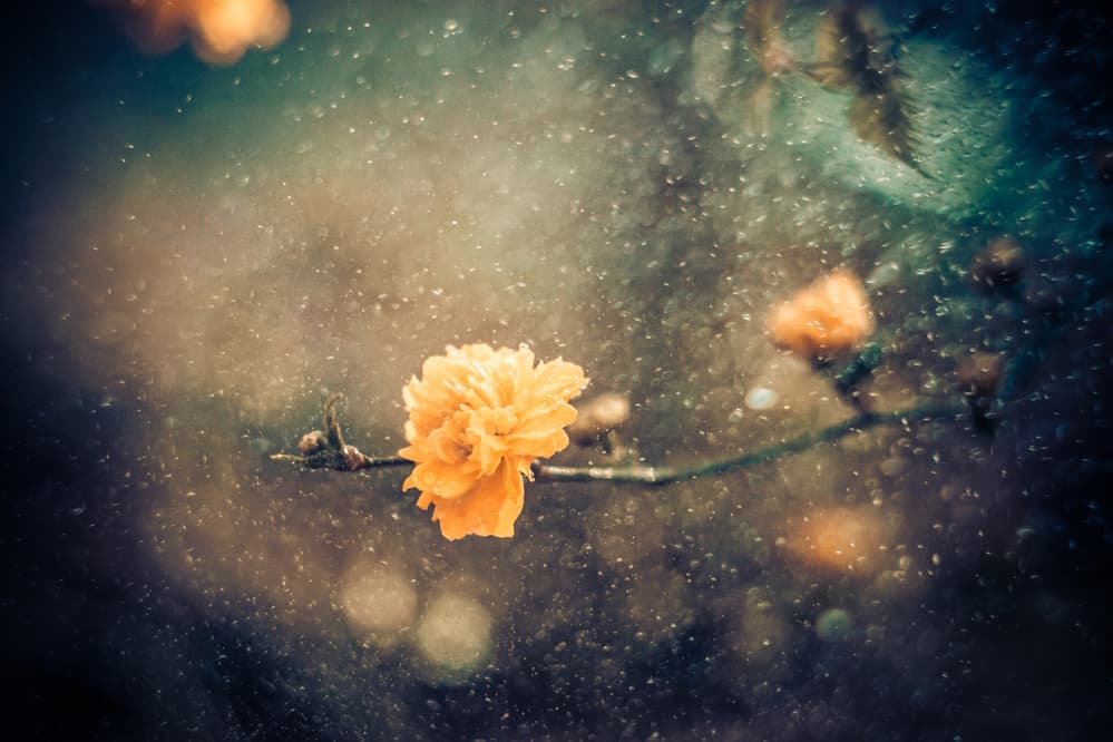 Dreamy Yellow Bloom by António Bernardino Coelho — canvas wall art